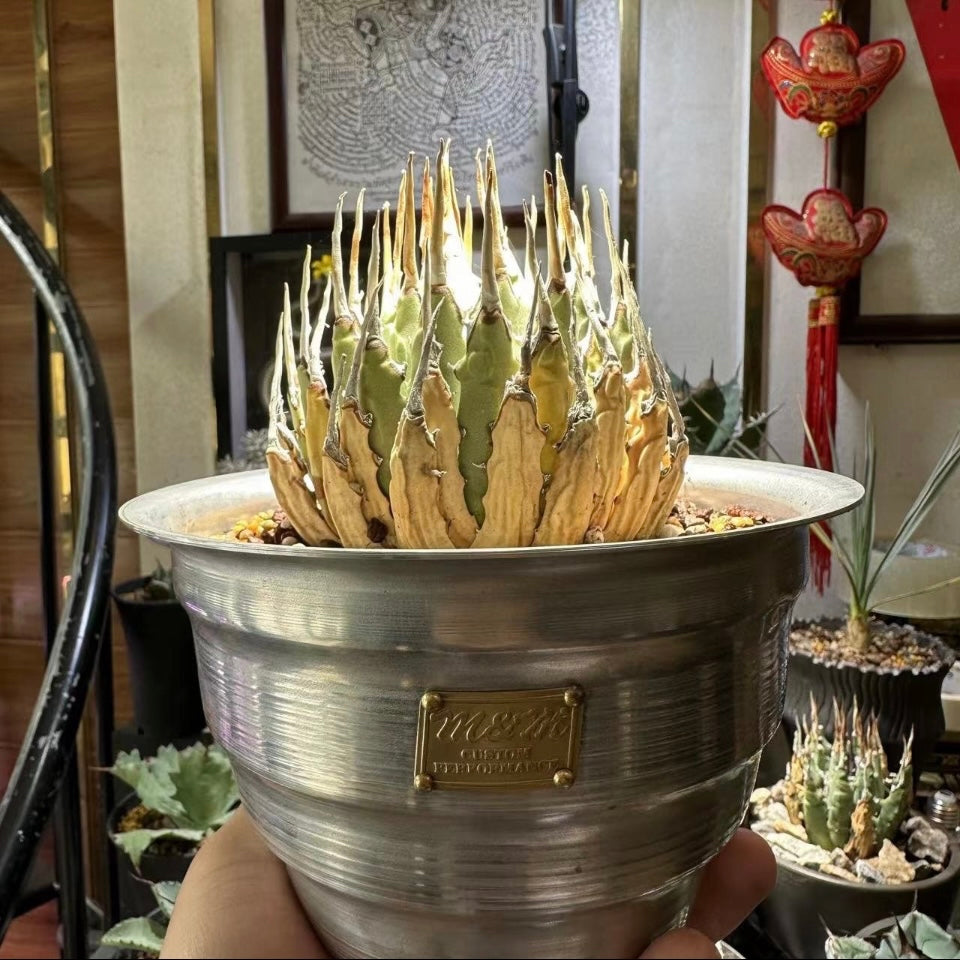 Metal Plant Pot